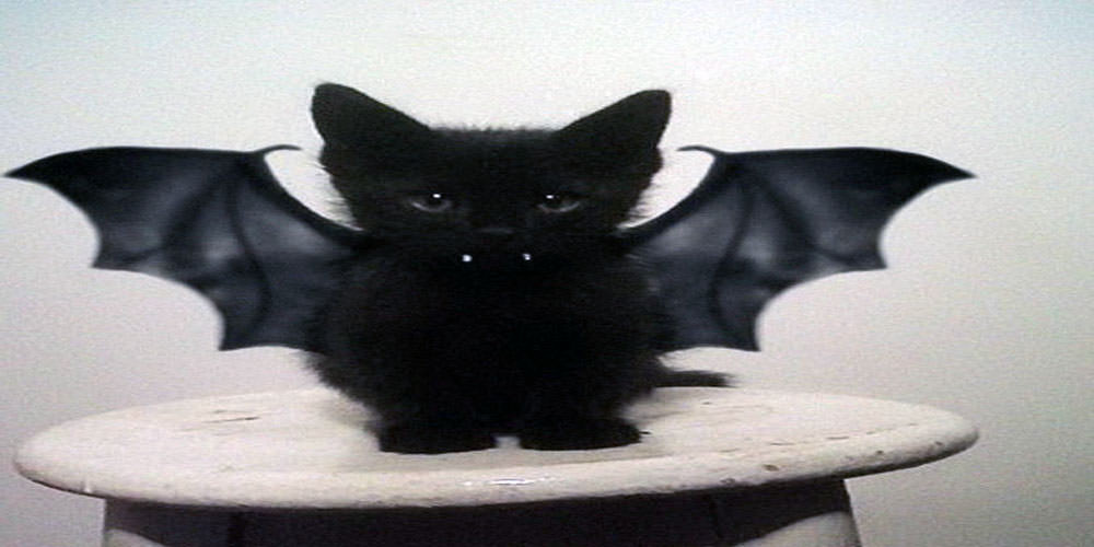 Самые оригинальные и страшные костюмы для кошек на Хэллоуин
