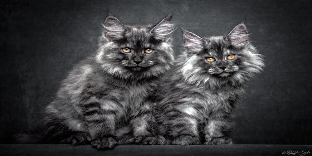 Портреты кошек породы Мейн-кун от фотографа Роберта Сийка
